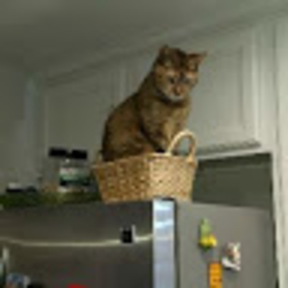 Meet your Posher, Soraya - Picture 1 of 1